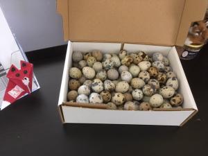 Au plat, poch&eacute; ou dur c'est l'incontournable de l'ap&eacute;ritif.

Ils remplacent ais&eacute;ment les cacahu&egrave;tes &eacute;tant beaucoup moins caloriques et beaucoup moins on&eacute;reux. !

Apr&egrave;s le ramassage du matin, tous nos oeufs de cailles sont tri&eacute;s.

Les oeufs non calibr&eacute;s car trop petits, trop gros ou de couleurs variantes sont conditionn&eacute;s en carton d'1,5kg

Conditionnement id&eacute;al pour les ap&eacute;ritifs version XL (comptez 5 &agrave; 6 oeufs par personne en moyenne)

NON DISPONIBLES A L'EXPEDITION
